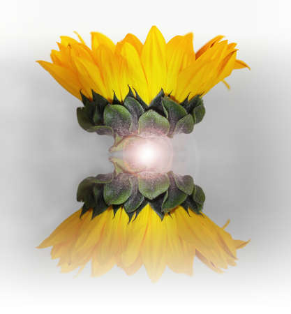 Abstract conceptual of a sunflower bloom reflecting itself with light flare against neutral backgroundの写真素材