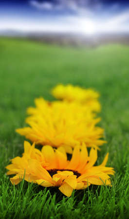 Line of yellow sunflowers with very shallow depth of field laying in green grass with blue sky in far backgroundの写真素材