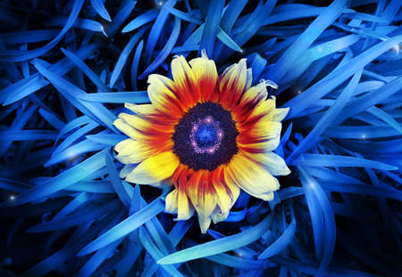 Abstract stylized of a vibrant sunflower in the midst of saturated blue blades of grassの写真素材