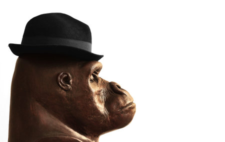 Concept photo of a sculpture of a gorilla head in profile wearing a businessman hat with lots of...