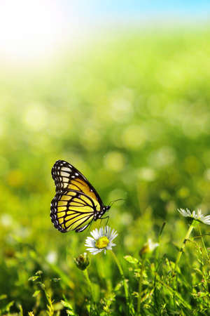 Beautiful butterfly perched on white daisy with green grass nature background の写真素材
