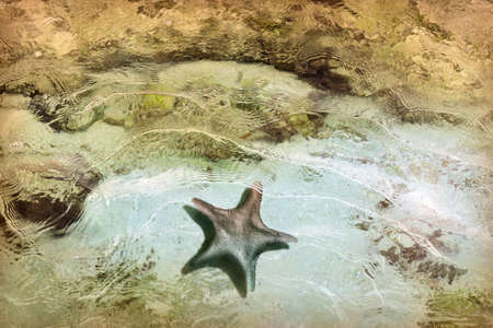 Starfish under shallow rippling ocean watersの写真素材