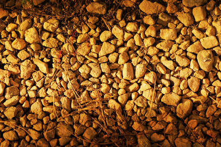 Background texture of many pebbles and twigs in warm golden lightの写真素材