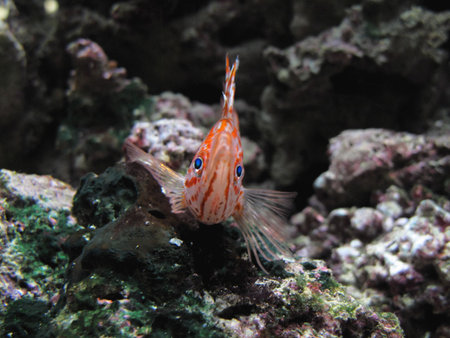 Longnose hawkfish in aquarium. Front view.