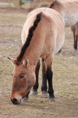 Przewalski's Horse - asian wild horse (Equus przewalskii)の写真素材