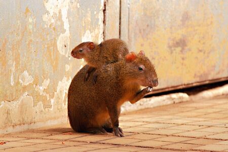 Agouti female with her babyの写真素材