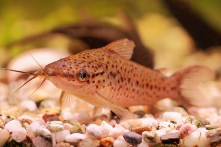 Close up of Porthole catfish (Dianema longibarbis) in aquariumの写真素材