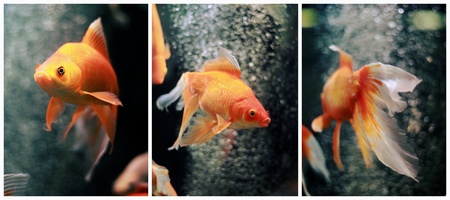 Collage of Goldfish  Carassius auratus auratus  in aquariumの写真素材