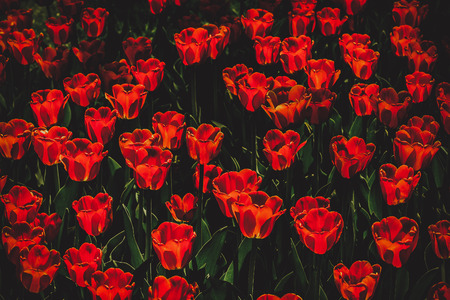 Brightly lit red tulips in the garden の写真素材