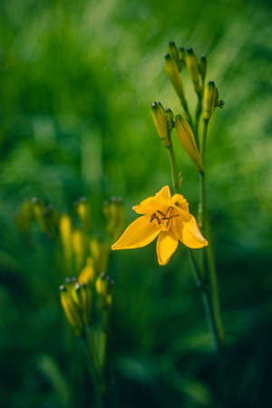 Yellow lilly in the garden の写真素材