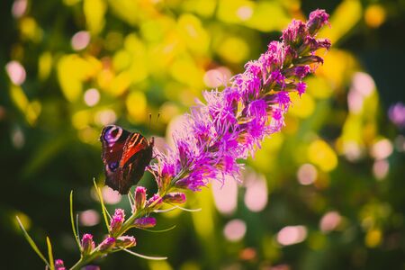 Peacock butterfly on a flowerの写真素材