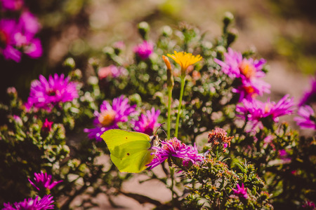 Butterfly - Gonepteryx rhamni (known as the Common Brimstone) on Astersの写真素材