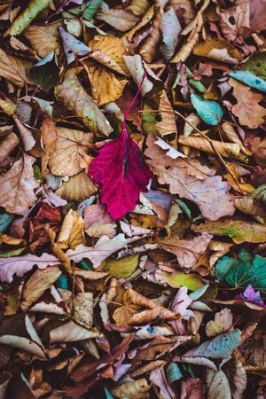 One red leaf on yellow leaves backgroundの写真素材