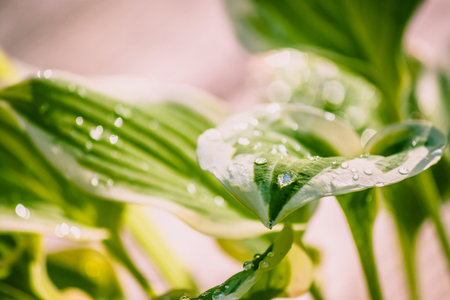 Hosta leaf with a raindropの写真素材