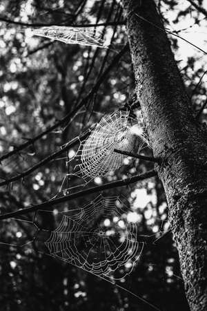Spiderweb on a tree in black and whiteの写真素材