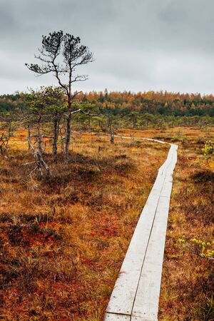 Path through swamp Kakerdaja in Estoniaの写真素材