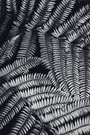 Silver fern leaf in black and white over black background.の写真素材