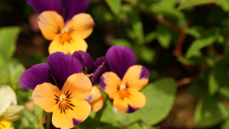 Orange and Purple Natural Beautyの写真素材