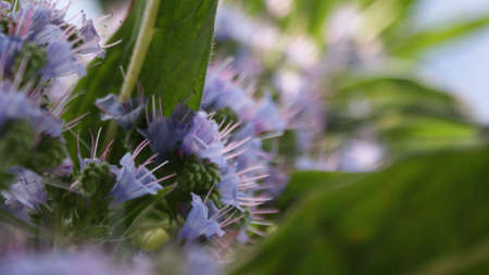 Close-up Purple Flowersの写真素材