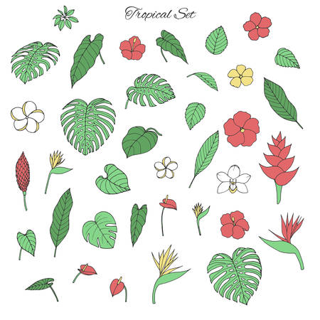 Vector tropical collection with monstera and banana leaves, hibiscus, heliconia, plumeria, anthurium, orchid 
and bird of paradise flowers isolated on the white background. Drawn exotic floral elements.のイラスト素材