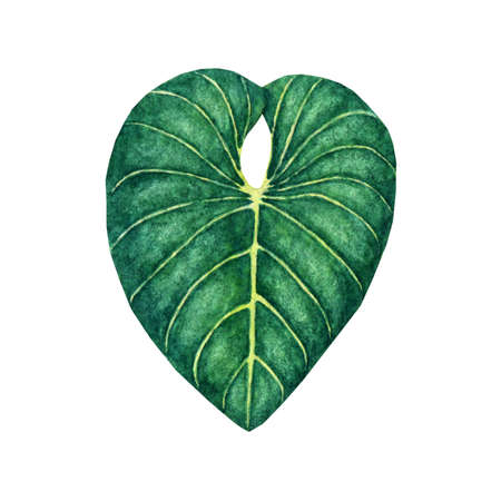 Hand drawn watercolor tropical leaf isolated on the white backgroundの写真素材