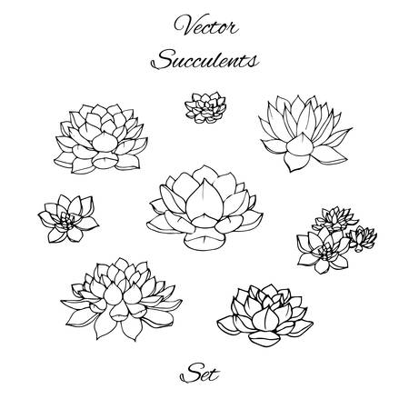 Hand drawn vector succulents contours set isolated on white background.のイラスト素材