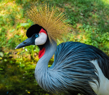 Grey Crowned Crane