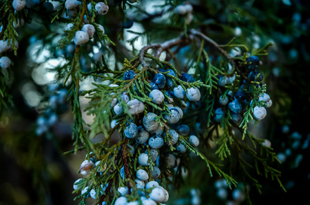 Wild Juniper Berriesの写真素材
