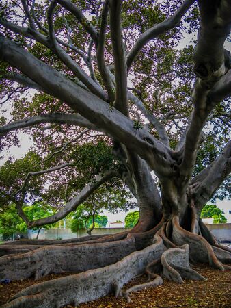 Dramatic Treeの写真素材