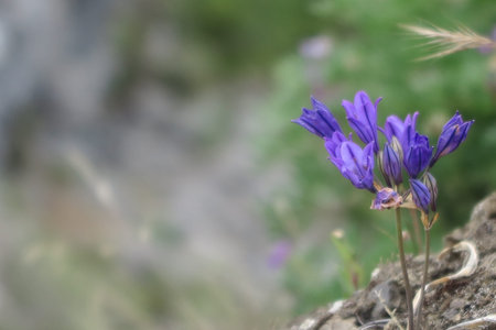 Wild Flower