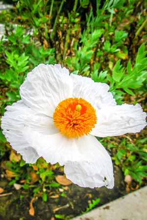 Wild Flowerの写真素材