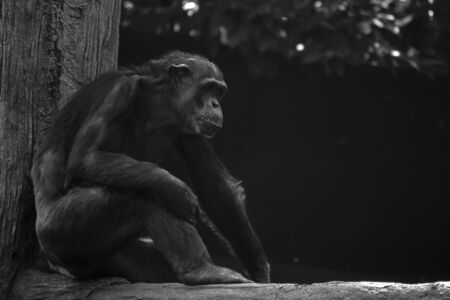 Contemplative Chimpの写真素材