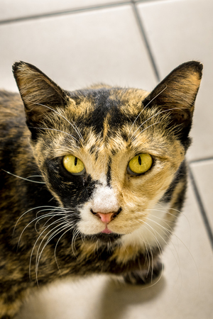 Cat Eyesの写真素材