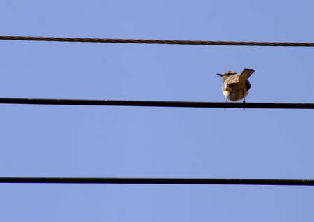Bird on a wireの写真素材