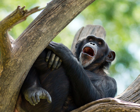 yawning chimpanzee resting in a treeの写真素材