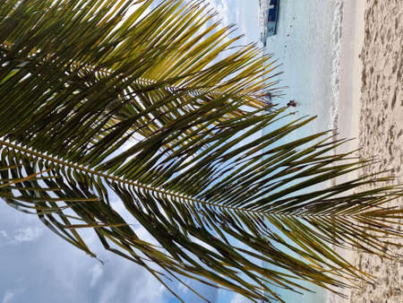 Palm trees on the beach of the island of Cayo Largo, Cubaの写真素材