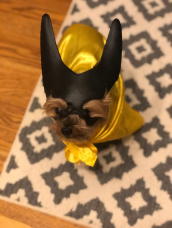 Yorkshire Terrier puppy dressed as a Marvel character on a carpet