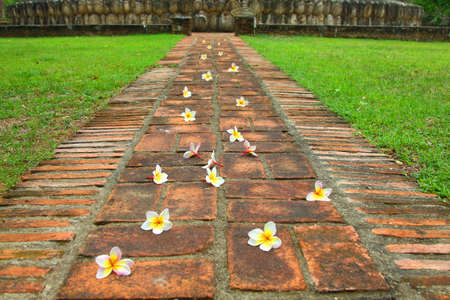 Flower wayの写真素材