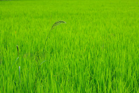 Rice fieldの写真素材