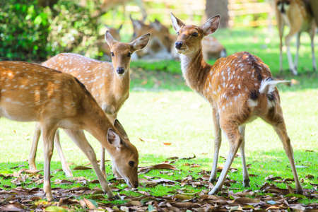 The Sika Deer, Cervus nippon, also known as the Spotted Deer の写真素材