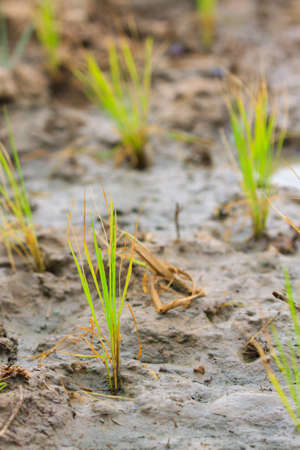 Rice field in thailandの写真素材
