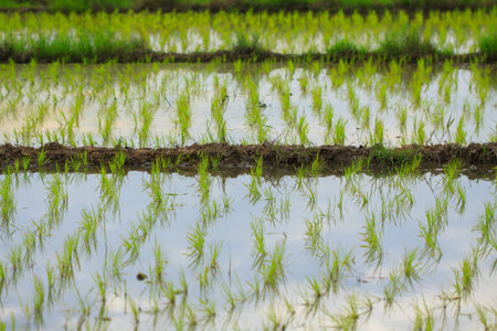 Rice field in thailandの写真素材