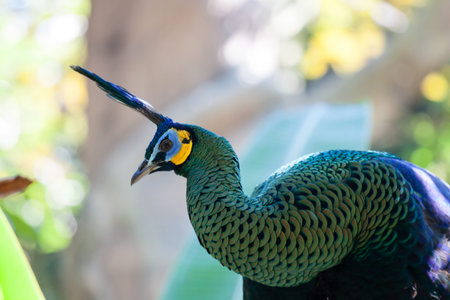 Peacock peafowl with his tail feathers