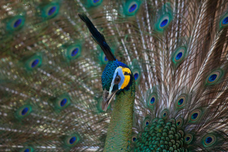 Peacock peafowl with his tail feathersの写真素材