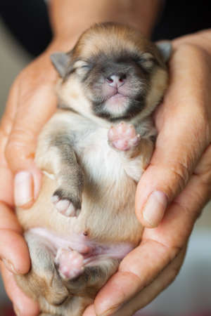 closeup portrait pomeranian dog  small dog is a pet of the peoplesの写真素材