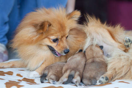 closeup portrait pomeranian dog  small dog is a pet of the peoplesの写真素材