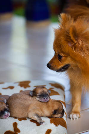 pomeranian dog,closeup portrait pomeranian dog  small dog is a pet of the peoplesの写真素材