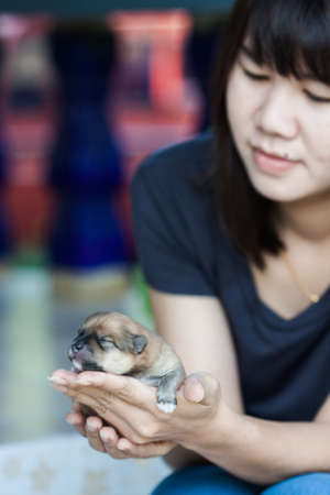pomeranian dog closeup portrait pomeranian dog  baby dog is a pet of the peoplesのeditorial素材