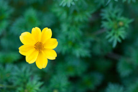 Cosmos Flower Blossom ,Thailand Cosmos Flower, beautiful flowers in garden, close up the flowers の写真素材