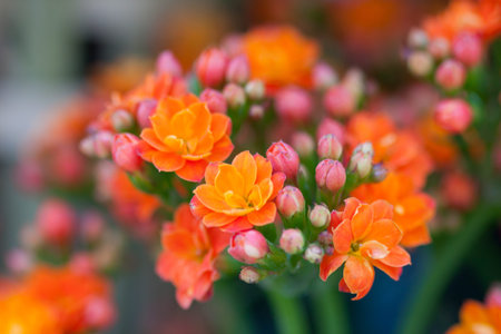 Lantana flowers, Multi-colored Lantana flowers with buds and leaves